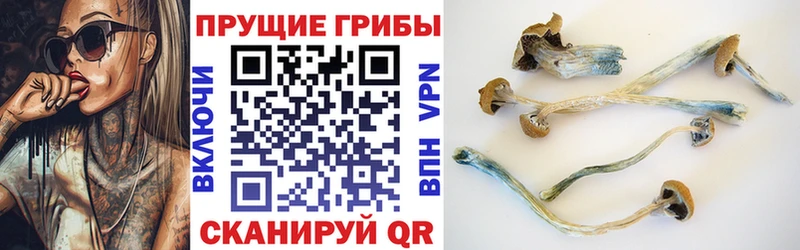 Псилоцибиновые грибы Cubensis  Хвалынск 